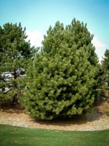 Сосна Чёрная (Pinus Nigra) купить по цене от 270.00р. в интернет-магазине «Посадика» с доставкой почтой в в Заводоуковске и по всей России – [изображение №1].