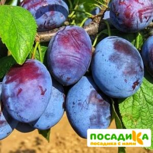 Слива Чачакская ранняя купить по цене от 229.00р. в интернет-магазине «Посадика» с доставкой почтой в в Заводоуковске и по всей России – [изображение №1].