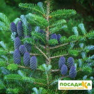 Пихта корейская (Abies koreana) купить по цене от 450.00р. в интернет-магазине «Посадика» с доставкой почтой в в Заводоуковске и по всей России – [изображение №1].