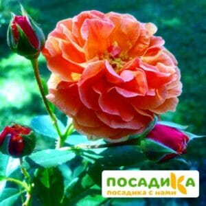 Роза Арабия купить по цене от 350.00р. в интернет-магазине «Посадика» с доставкой почтой в в Заводоуковске и по всей России – [изображение №1].