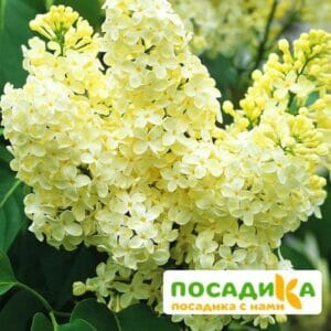 Сирень Примроуз (Primrose) купить по цене от 529.00р. в интернет-магазине «Посадика» с доставкой почтой в в Заводоуковске и по всей России – [изображение №1].