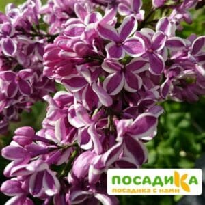 Сирень Сенсация купить по цене от 529.00р. в интернет-магазине «Посадика» с доставкой почтой в в Заводоуковске и по всей России – [изображение №1].