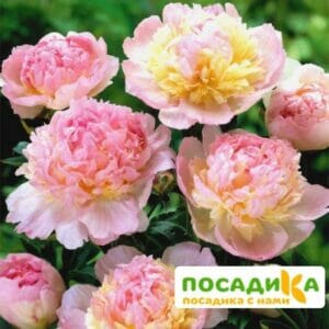 Пион Распберри Сандей (Paeonia Raspberry Sundae) купить по цене от 959р. в интернет-магазине «Посадика» с доставкой почтой в в Заводоуковске и по всей России – [изображение №1].