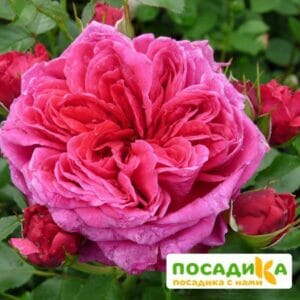 Шраб Роза Соул купить по цене от 390.00р. в интернет-магазине «Посадика» с доставкой почтой в в Заводоуковске и по всей России – [изображение №1].