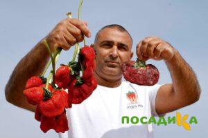 Клубника Гигант Джорнея купить по цене от 266р. в интернет-магазине «Посадика» с доставкой почтой в в Заводоуковске и по всей России – [изображение №1].