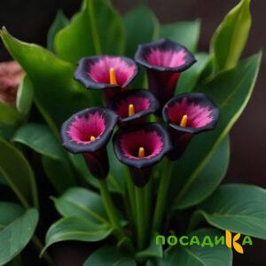 Калла Аура Лейс купить по цене от 400р. в интернет-магазине «Посадика» с доставкой почтой в в Заводоуковске и по всей России – [изображение №1].