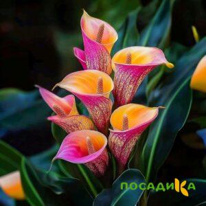 Калла Оникс купить по цене от 450р. в интернет-магазине «Посадика» с доставкой почтой в в Заводоуковске и по всей России – [изображение №1].