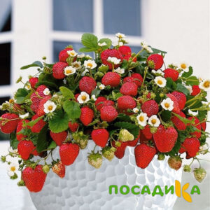 Клубника Рубиновый Шепот (горшечная) купить по цене от 240р. в интернет-магазине «Посадика» с доставкой почтой в в Заводоуковске и по всей России – [изображение №1].