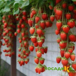 Клубника вьющаяся Комплимент купить по цене от 470р. в интернет-магазине «Посадика» с доставкой почтой в в Заводоуковске и по всей России – [изображение №1].