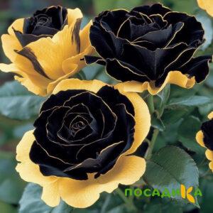 Роза Ханни Сикл купить по цене от 700р. в интернет-магазине «Посадика» с доставкой почтой в в Заводоуковске и по всей России – [изображение №1].