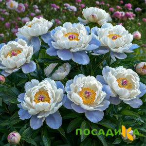 Пион акварельный Этюд купить по цене от 806р. в интернет-магазине «Посадика» с доставкой почтой в в Заводоуковске и по всей России – [изображение №1].