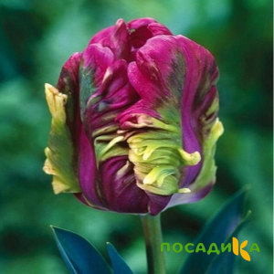 Тюльпан Экзотик Хэвен купить по цене от 186р. в интернет-магазине «Посадика» с доставкой почтой в в Заводоуковске и по всей России – [изображение №1].