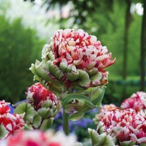 Тюльпан Дабл Флеминг Берд купить по цене от 249р. в интернет-магазине «Посадика» с доставкой почтой в в Заводоуковске и по всей России – [изображение №1].