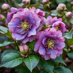 Морозник Айс Принцесс Чарм купить по цене от 650р. в интернет-магазине «Посадика» с доставкой почтой в в Заводоуковске и по всей России – [изображение №1].